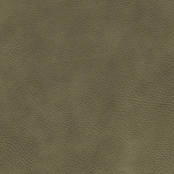 Granada olive