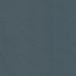 Massif whale